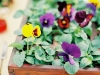 ameliajohnsonphotography020