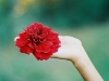 diyflorals-jmflora-dahlias007