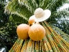 chichi-chinedu-nigerianwedding001
