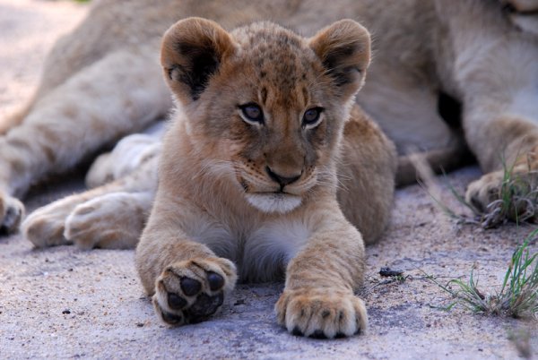 lion_cub_002.jpg