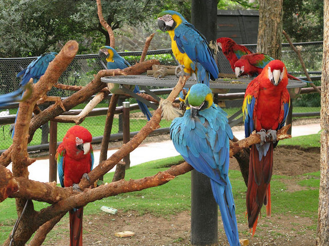 http://www.gauteng.net/attractions/bird_gardens_at_montecasino