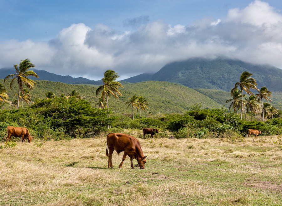 MunaTravel NEVIS13